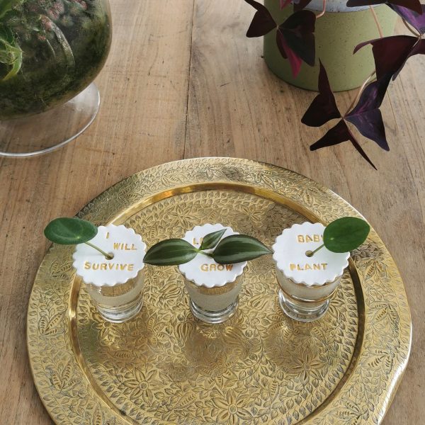 Supports à boutures verres vintage | CAPUCINE